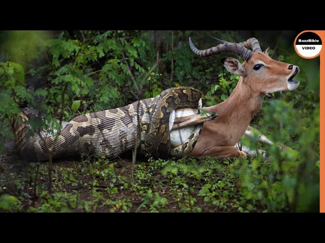 This Malicious Python Swallows The Impala Whole