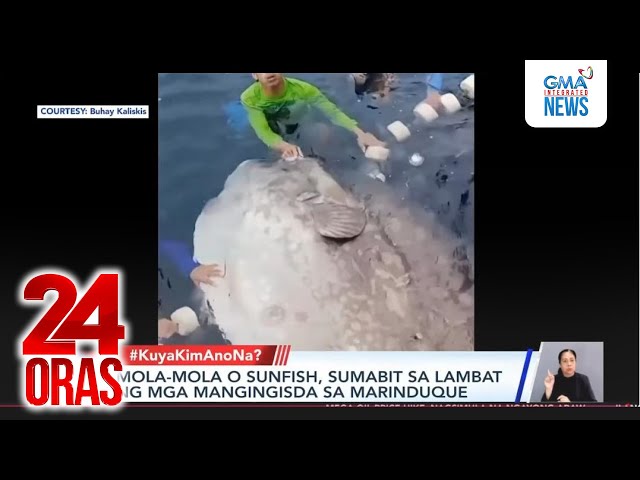 Mola-mola o sunfish, sumabit sa lambat ng mga mangingisda sa Marinduque | 24 Oras