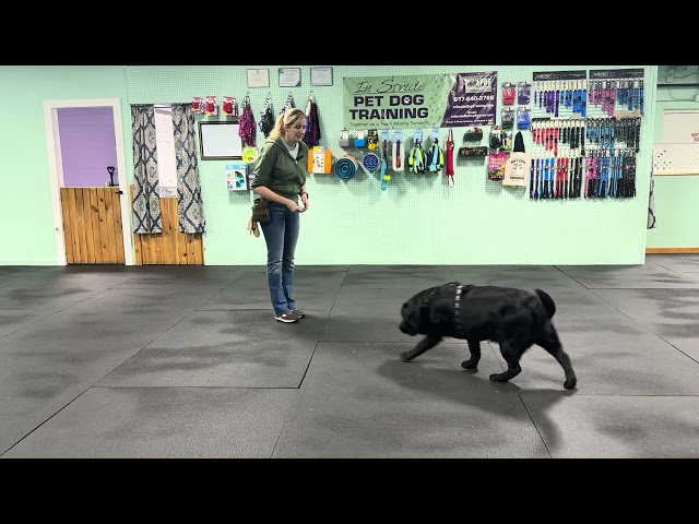 Bodie-Wait vs Stay Cue, Find its, Recall Practice, Keep Training Fun/Attainable, Loose Leash Walking