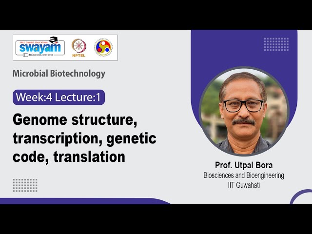 Lec 13: Genome structure, transcription, genetic code, translation