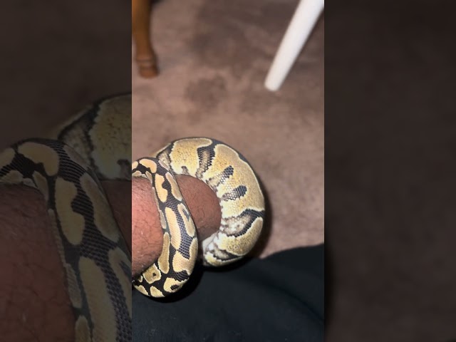 #snake #snakes #python