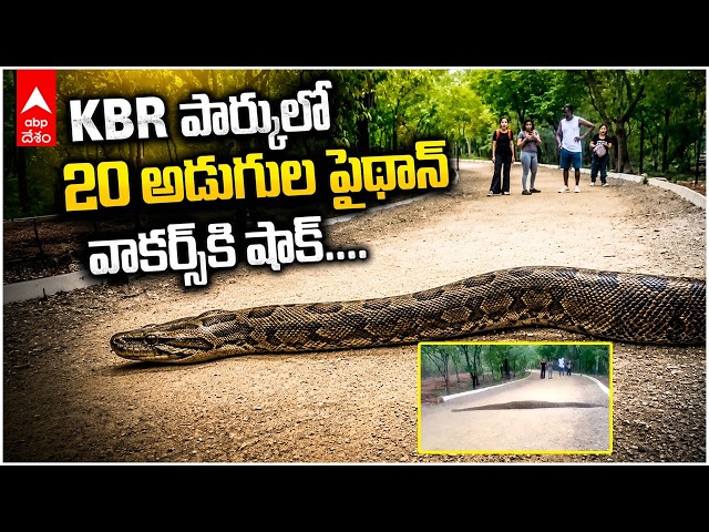 20 Feet Python in KBR park | నింపాదిగా వాకింగ్ ట్రాక్ దాటిన కొండచిలువ, వాకర్స్ కి షాక్
