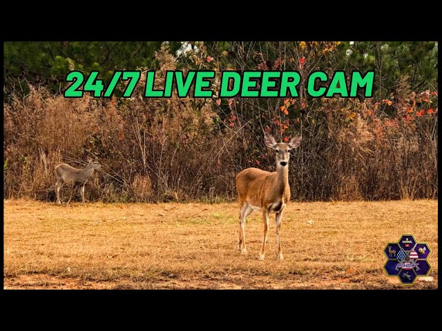 My Backyard Deer Cam   [01-17-26]