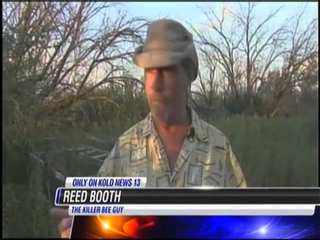 9/15/11 Killer Bees Kill 1000-lb Hog in Bisbee AZ