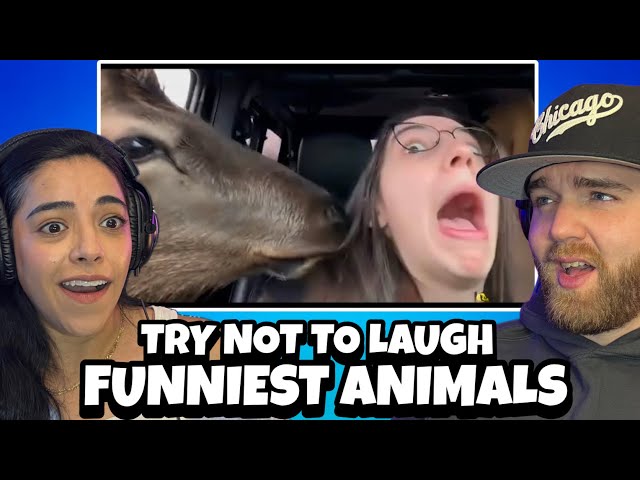 Funniest Animal Videos Ever (Part 3) | OH HELL NO! KEEP IT AWAY!! LOL (Reaction)