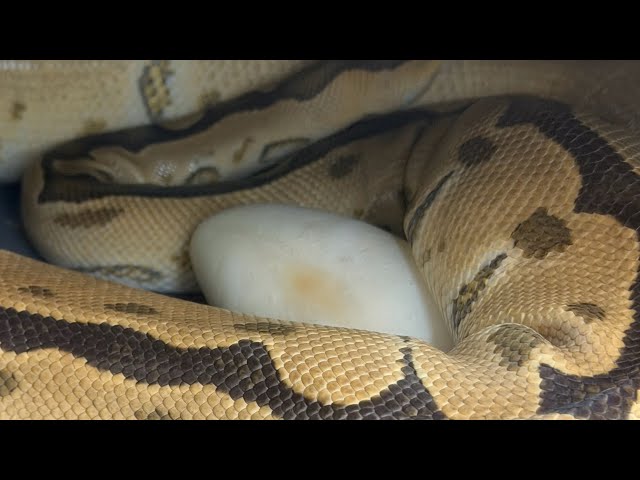 PULLING A CLUTCH OF EGGS,CANDLING AND SETUP. LAV CLN X UNKNOWN GENETIC CLOWN. 