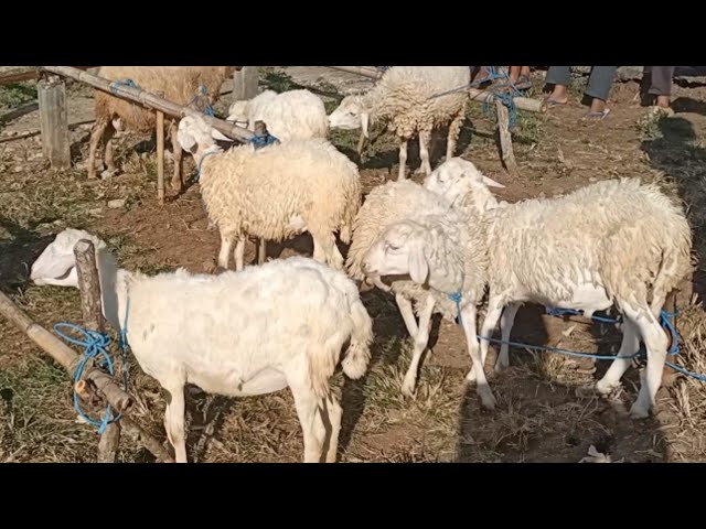 200 Thousand!! Super Breeding Prospect at an Affordable Price!! Trenggalek Sheep Market