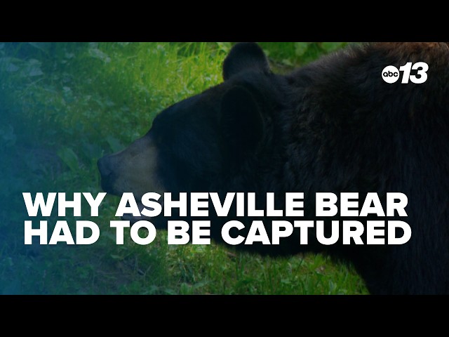 Why Asheville bear had to be captured