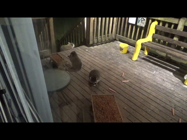 Three Baby Raccoons