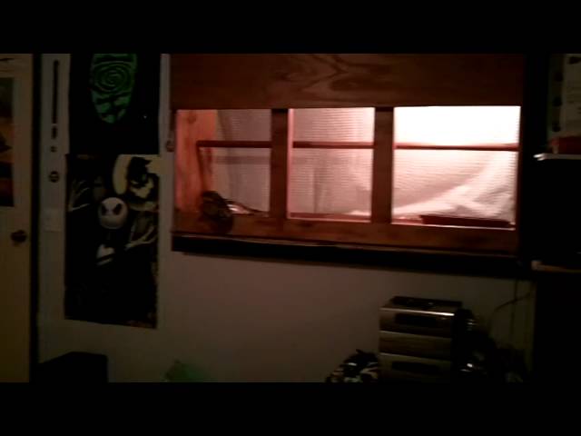 All About Sammy the Snake!!!