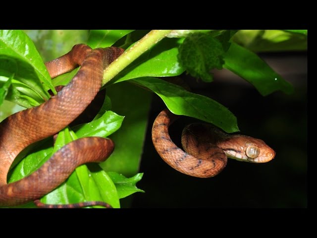 Brown Tree Snake