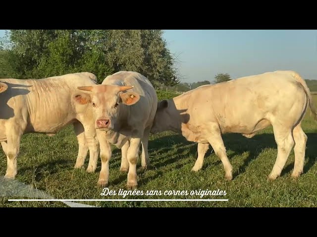 GAEC DOMAINE DES CHAROLAIS - Cowllection 2026