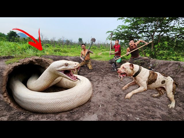 The Brave Hunters Surrounded and Captured a Giant White Python with Their Bare Hands.