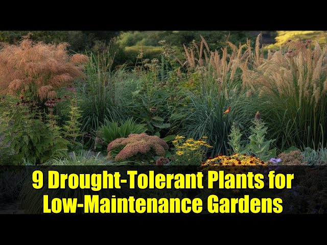 9 Drought-Tolerant Plants for Low-Maintenance Gardens | Save Time & Water