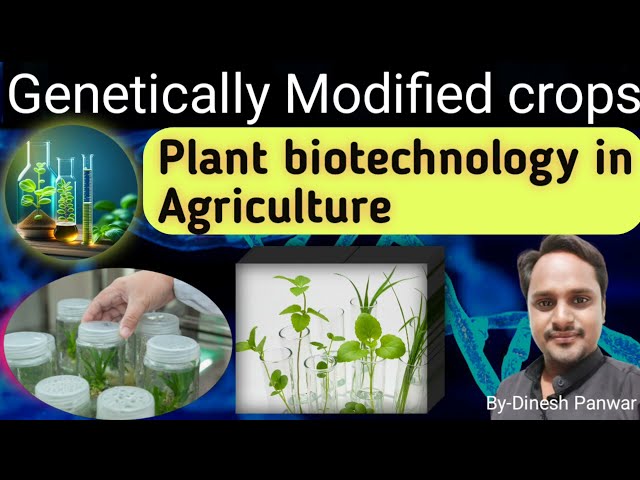 NEW GM Crops (Genetically Modified). IMPORTANT for every exam