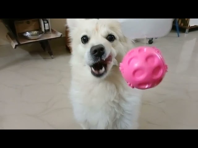 Lucky New Ball Unboxing ll kya lucky New Ball se khush hua?@Jayalifestyle27 