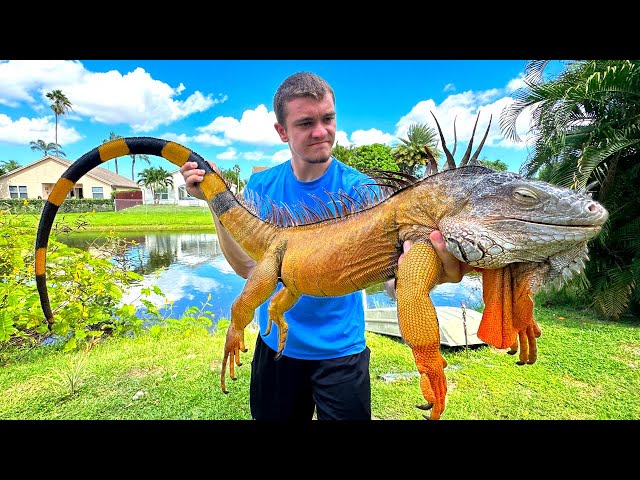 These Giant Iguanas are Destroying Florida!