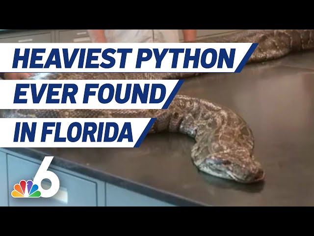 Heaviest Python Ever Found in Florida