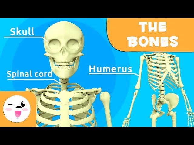 The Skeletal System - Educational Video about Bones for Kids (https://youtu.be/VHCCgrNSSOg)