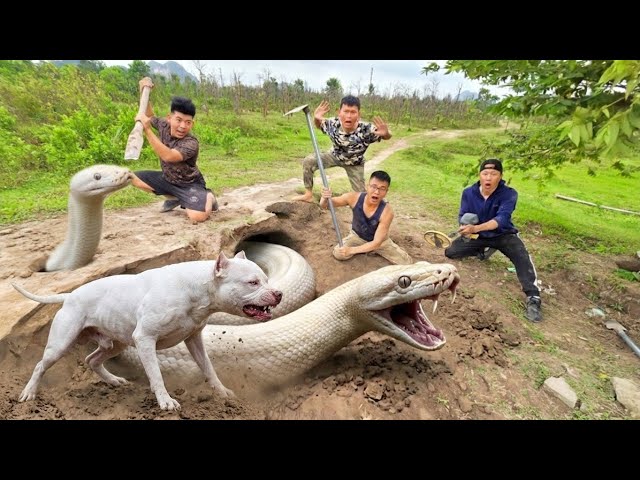 Brave Experts with Pitbull Dig Out and Capture a Giant White Python