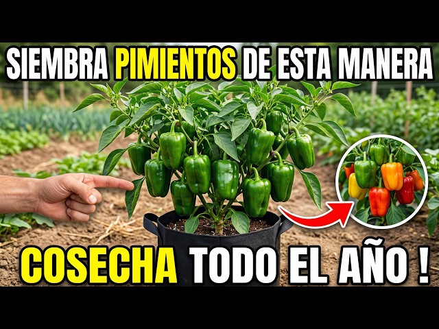 Siembra Pimientos De Esta Manera: Cosecha Frutos Todo El Año, Ellos No Quieren Que Lo Sepas !