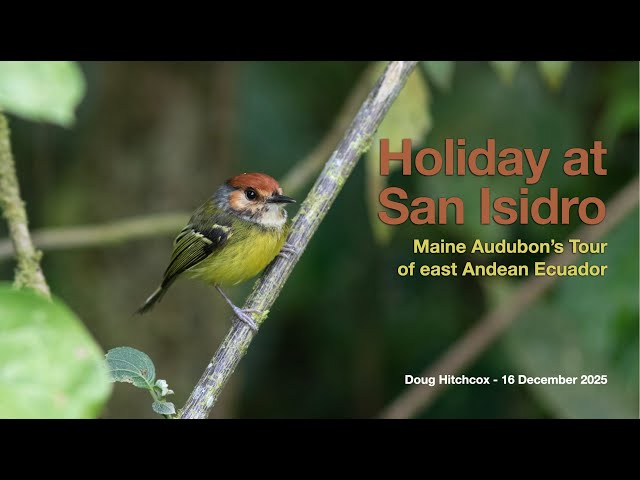 Birding Ecuador (San Isidro) Trip Report