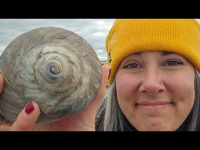BIG Shells! Epic Shells after this Nor' easter!#beachcombing #beach #shells #shelling #seashells