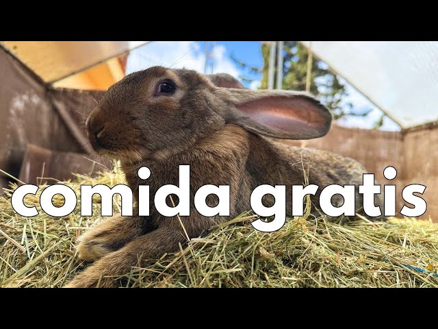 Raising rabbits could be FREE! 🐰 (I'll tell you how)
