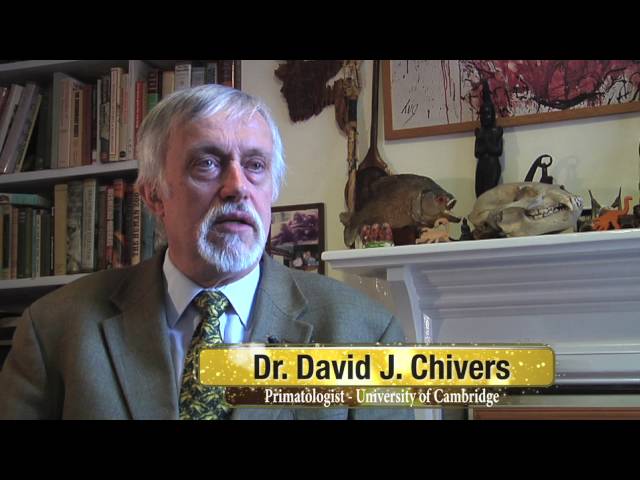 Hoolock Gibbons: Grasping The Last Branch