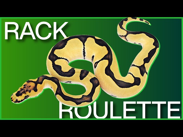 Can the number generator pull an EXCLUSIVE Ball Python?