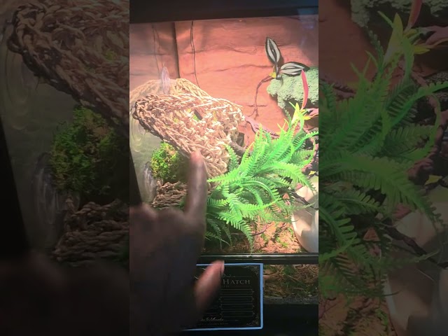 I Got a Firefly Mojave Hypo Morph Ball Python:)