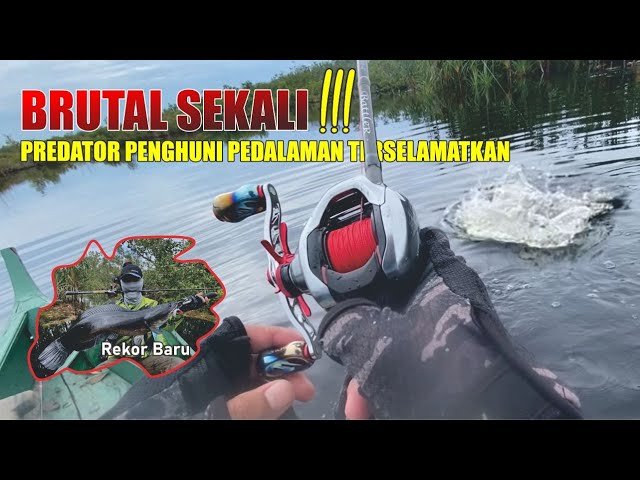 NEW RECORD ‼️ TOMAN MONSTER SUCCESSFULLY CONQUERED AFTER FASTING CASTING | SHIMANO SCORPION DC 15...