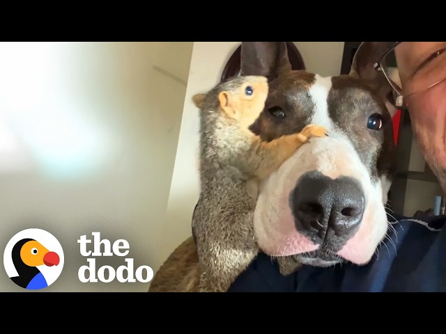 Dog Raises A Baby Squirrel And Gains A BFF For Life | The Dodo