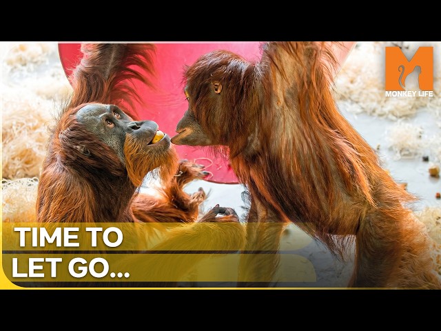 The Hardest Goodbye: Orphaned Orangutan Leaves His Surrogate Mom | Monkey Life