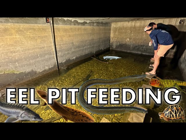 FEEDING ALL OF EEL PIT GUY'S PETS! (Cowturtle)