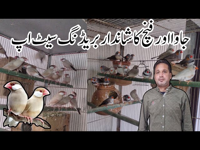 Visit Noman Bhai Fawn Java Sparrow & Finch Breeding Setup | Fawn Pastal Java Sparrow , Zebra Finch