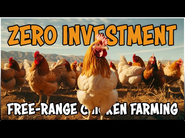 Free-Range Chicken Farming