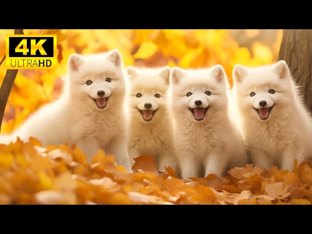 Beautiful Autumn Baby Animals With Relaxing Music (Colorfully Dynamic), Soothing Music