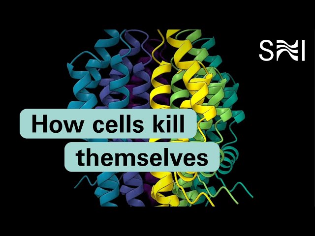 How cells kill themselves