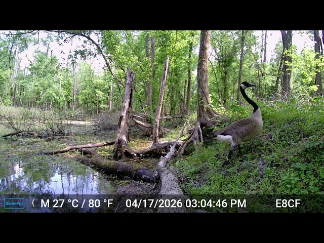 Banded goose & a beaver carries mud: Trail Cam Adventures