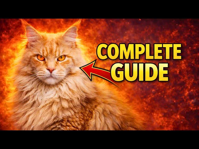 The MOST COMPREHENSIVE Guide On Maine Coons You'll Get