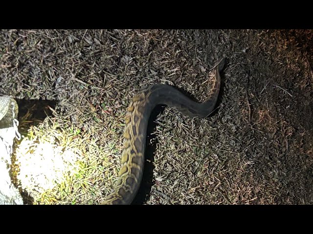 Burmese Python Rescue at Lekhapani