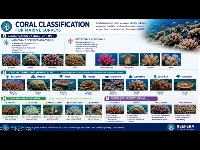 Identify and Classify Corals During a Reef Survey in an easy way
