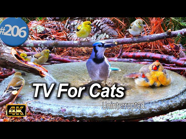 😻 Relaxing Bird Bath, 12 Hours of Birds 🐦 Fountain Waterfall Uninterrupted CatTV @LensMyth