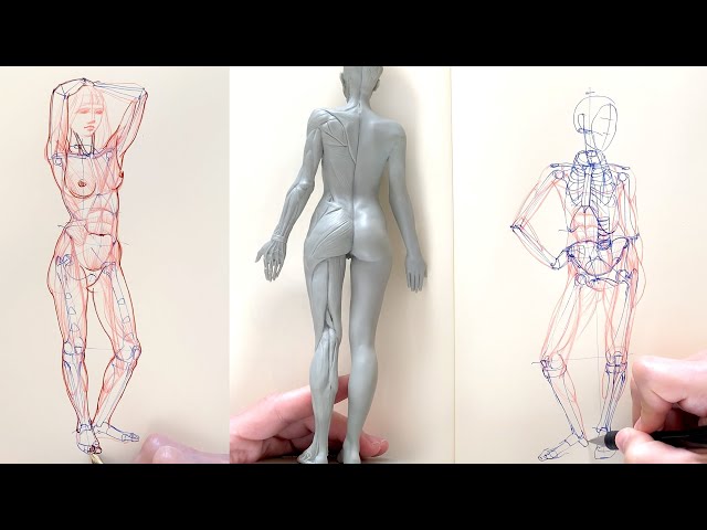How to Draw Realistic Figures with correct Anatomy