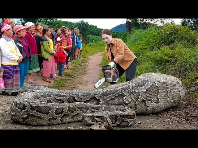 Female Hunter Confronts The Largest Giant Python Ever Seen - Danger Is Near When Harvesting
