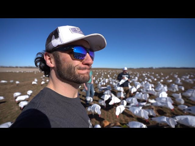IDIOTS Set 1200 Decoy Kansas Migrator Snow Goose Spread...