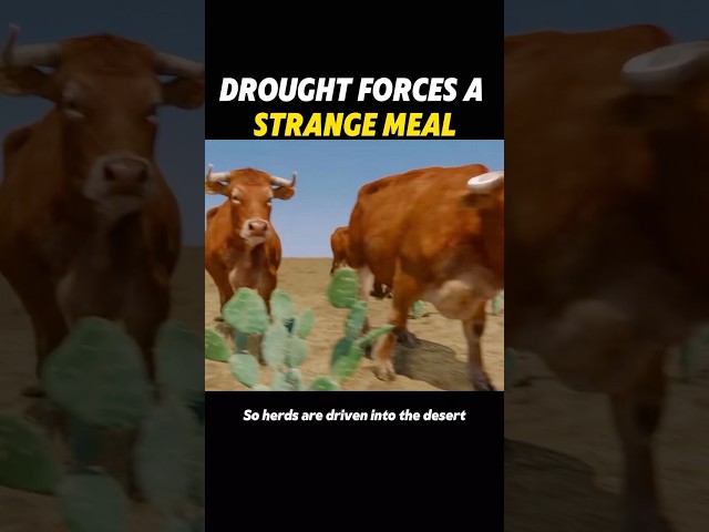 Drought forces a strange meal #knowledge #usa #science #youtube #fyp