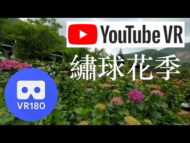 [VR180] [3DVR] 陽明山繡球花季 Hydrangea Season あじさいの見頃 수국 시즌 花谷 2023