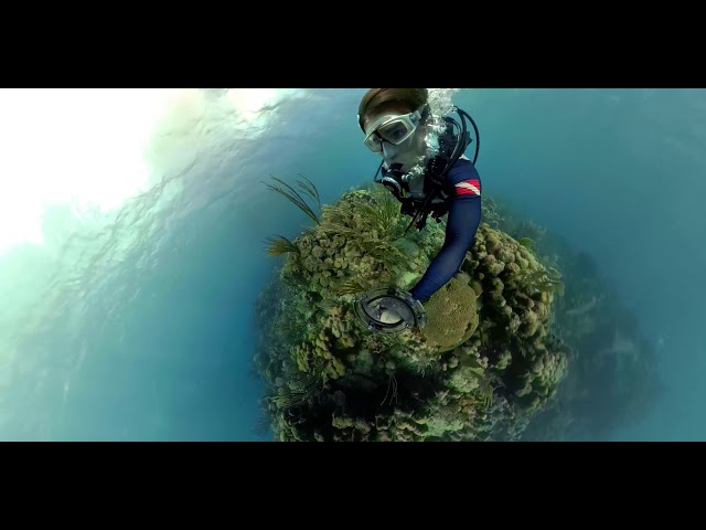 Cruising the Coral Reef - 360bubble GoPro Fusion Underwater Housing